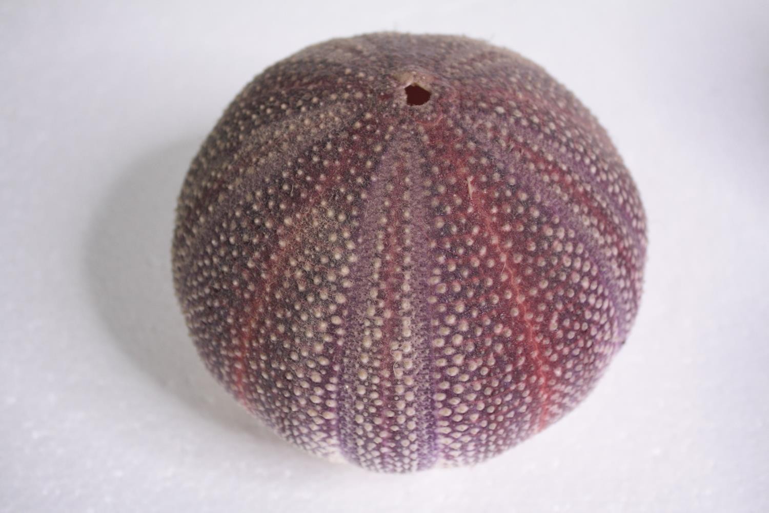 Six well preserved sea urchin shells.H.11 W.12cm. (each) - Image 2 of 4