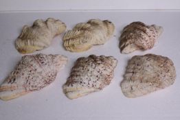 Six clam shells. H.22 W.13cm. (largest)