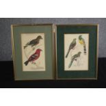 Ornithology. A pair of bird prints. Hand coloured etchings. Nineteenth century. Framed and glazed.