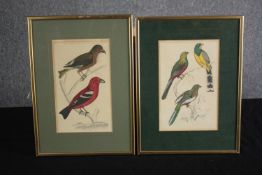 Ornithology. A pair of bird prints. Hand coloured etchings. Nineteenth century. Framed and glazed.