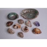 A collection of mixed sea shells, including two Abalone shells and six cowrie shells. L.20 W.