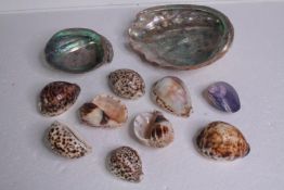 A collection of mixed sea shells, including two Abalone shells and six cowrie shells. L.20 W.