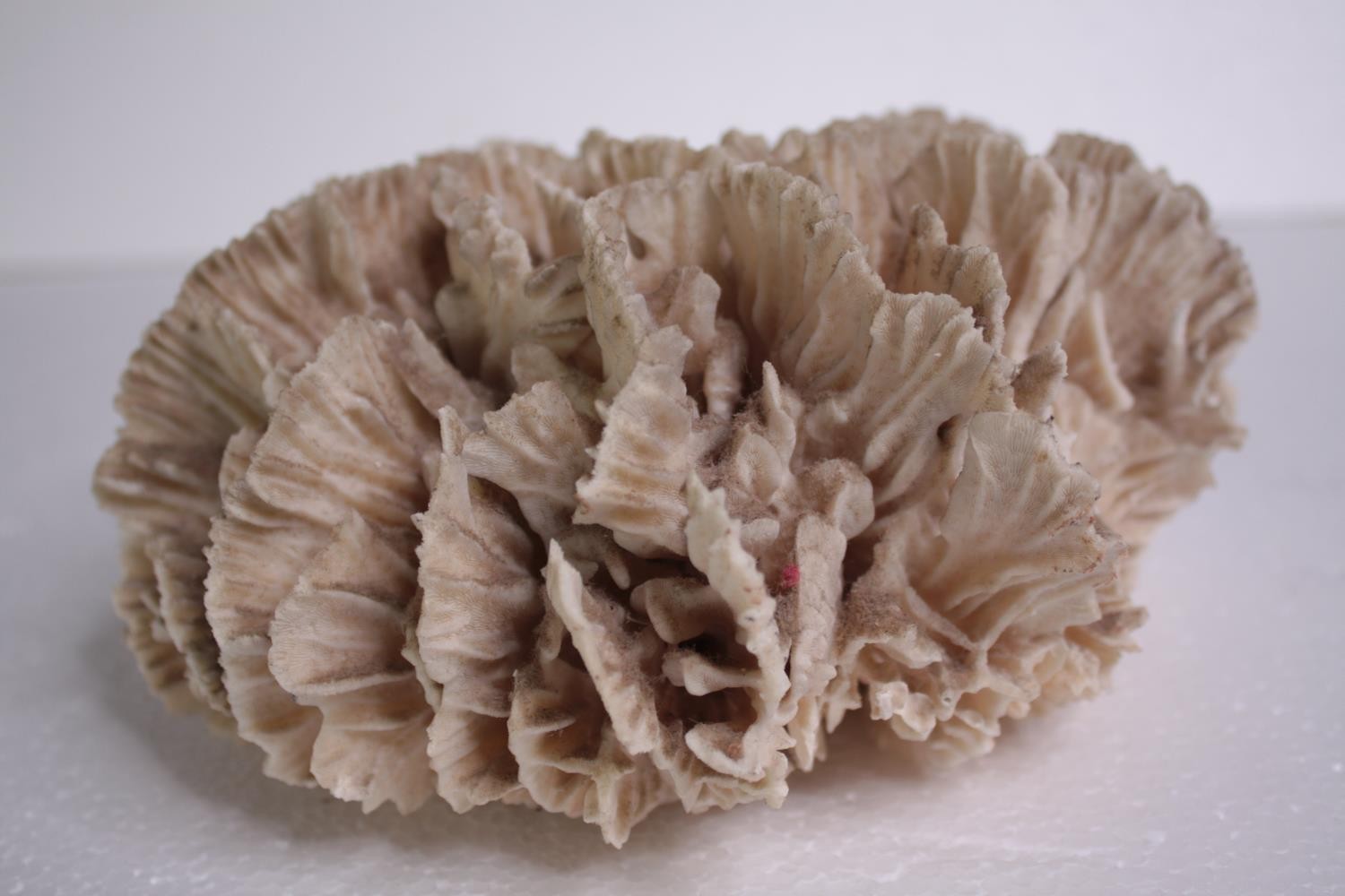 A dried and well preserved piece of bleached coral. H.10 W.20 cm. - Image 3 of 5