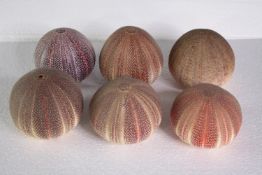 A collection of six sea urchins. H.10 W.13 cm. (largest)H.10 W.13cm. (largest)