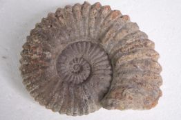 An Ammonite fossil. About 450 million years old. L.18 W.16cm.