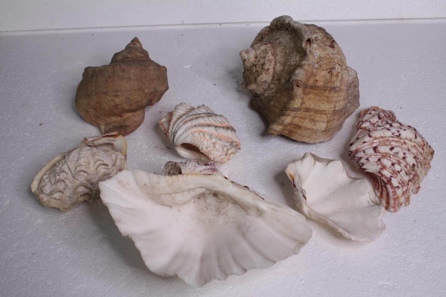 A collection of six mixed sea shells. L.17 W.20 cm. (largest) - Image 7 of 7