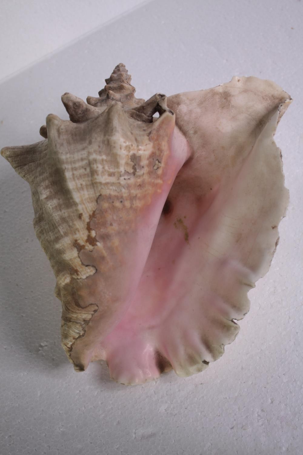 A collection of six conch shells. H.17 W.14cm. (largest) - Image 8 of 8
