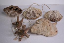 A collection of shell and starfish lights wired and illumined. H.20 W.16cm. (largest)