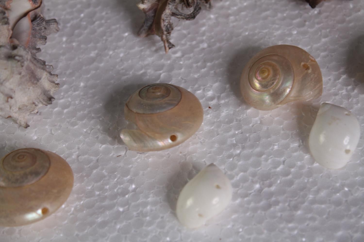 A large collection of small mixed shells. L.4 W.3cm. (largest) - Image 4 of 6