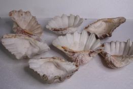 A collection of six conch shells. H.23 W.16cm. (largest)