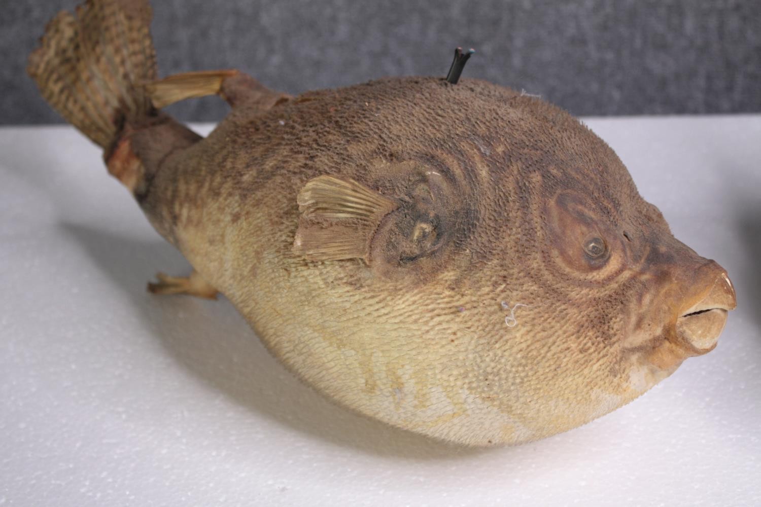 A preserved set of three Puffer fish illuminated with lights. H.42 W.23cm. (largest) - Image 2 of 5