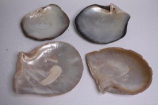 Four Oyster shells. H.23 W.22cm. (largest)