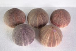 A collection of six sea urchins. H.10 W.13 cm. (largest)