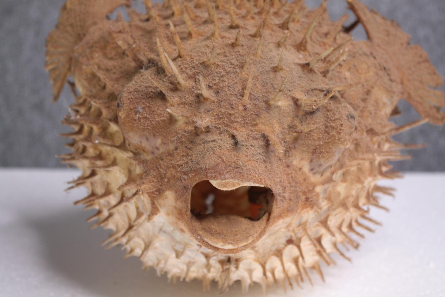 A preserved set of three Puffer fish illuminated with lights. H.42 W.23cm. (largest) - Image 4 of 5