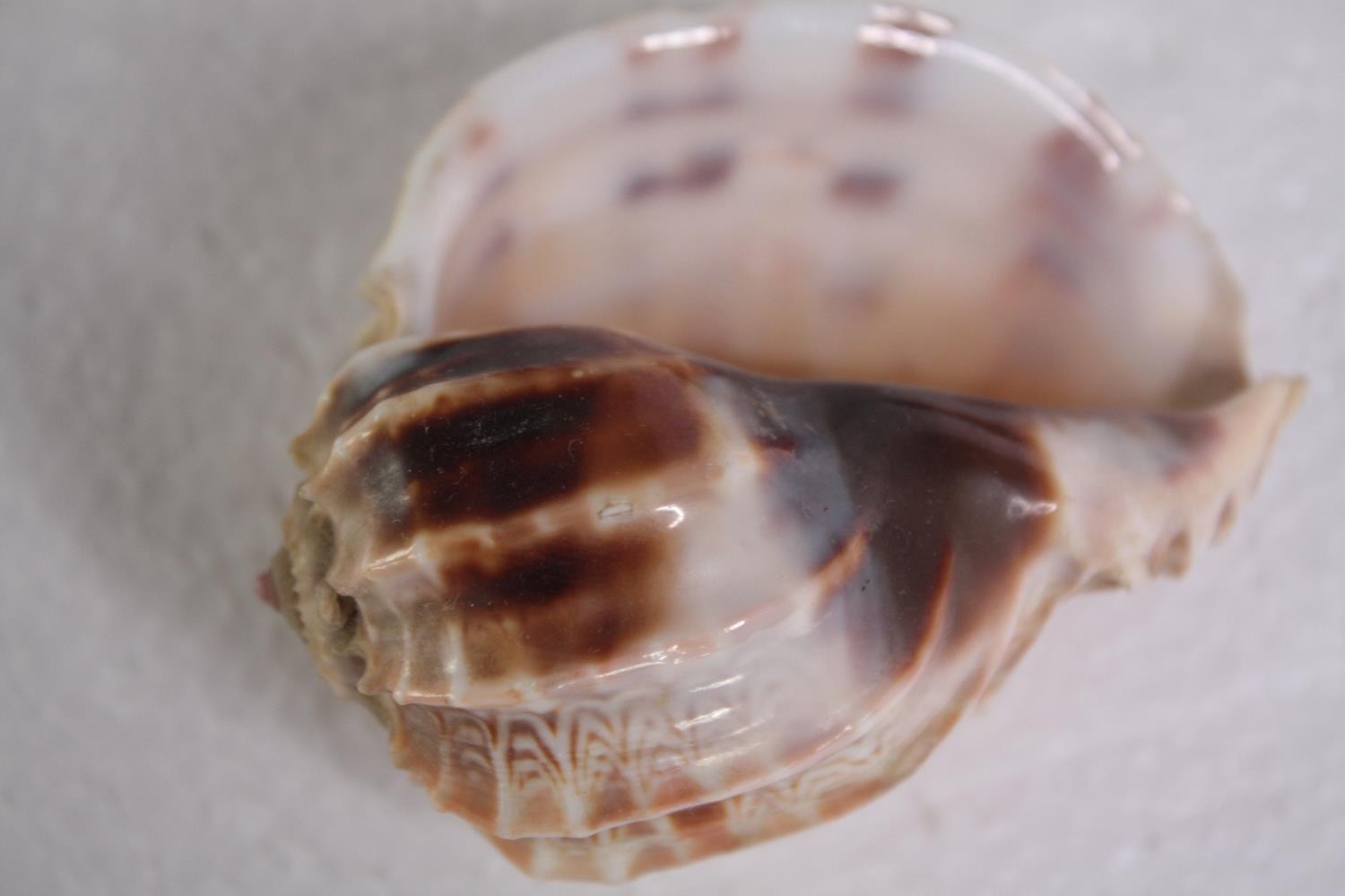 A collection of mixed sea shells, including two Abalone shells and six cowrie shells. L.20 W. - Image 8 of 8