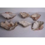 A collection of six conch shells. H.24 W.14cm. (largest)