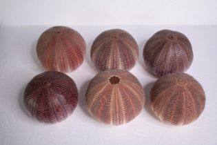 Six sea urchin shells. H.12 W.23cm. (each)