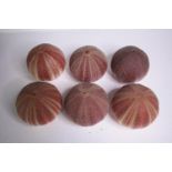 Six well preserved sea urchin shells. H.11 W.12cm. (each)