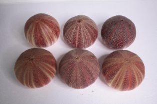 Six well preserved sea urchin shells. H.11 W.12cm. (each)