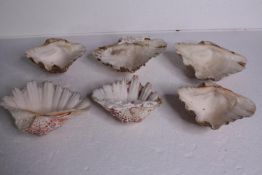 A collection of six conch shells. H.18 W.12cm. (largest)
