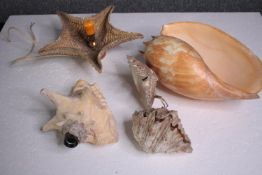 A collection of shell and starfish wired and illumined with lights. H.30 W.18cm. (largest)