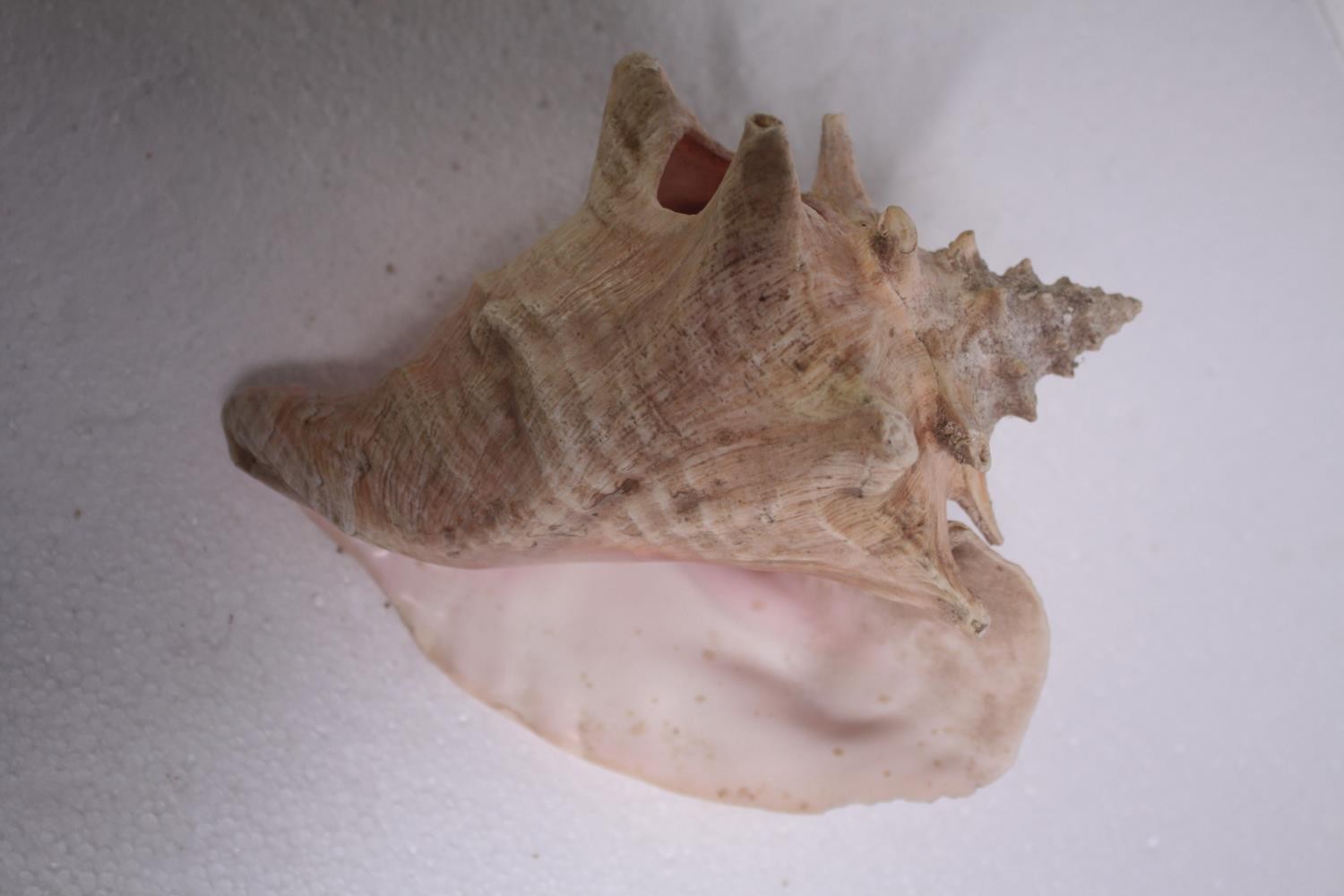 A collection of six conch shells. H.17 W.14cm. (largest) - Image 4 of 8