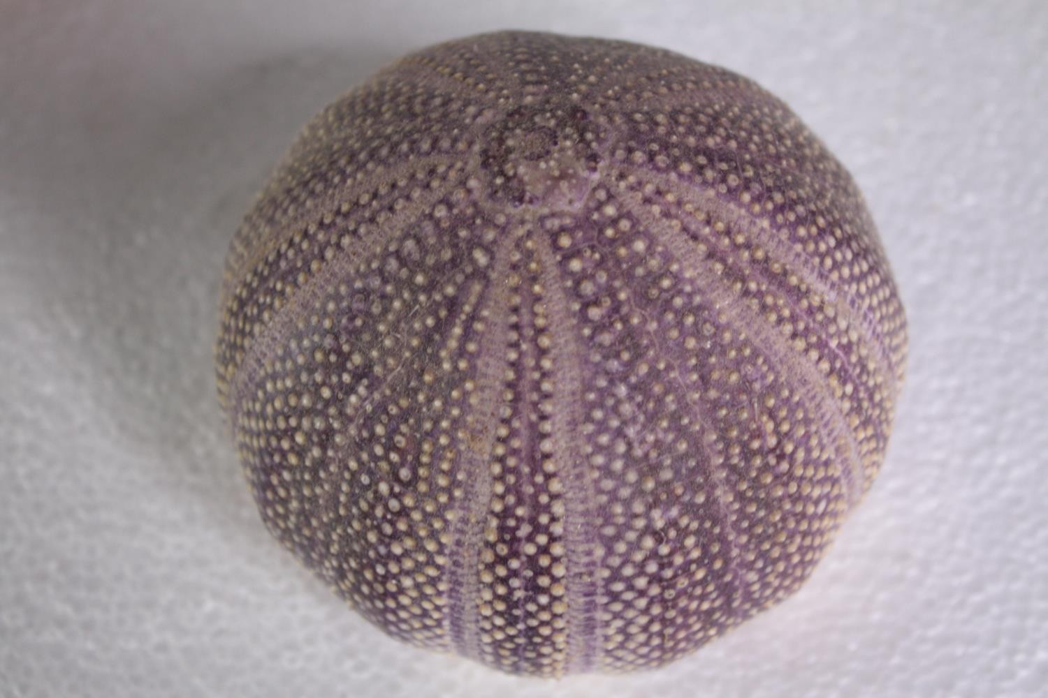 A collection of six sea urchins. H.11 W.13 cm. (largest) - Image 3 of 4