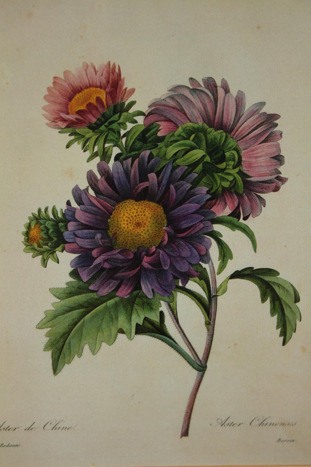 Three hand coloured botanical prints by Langlois and Redouté. Framed and glazed. H.37 W.29cm. (each) - Image 2 of 7