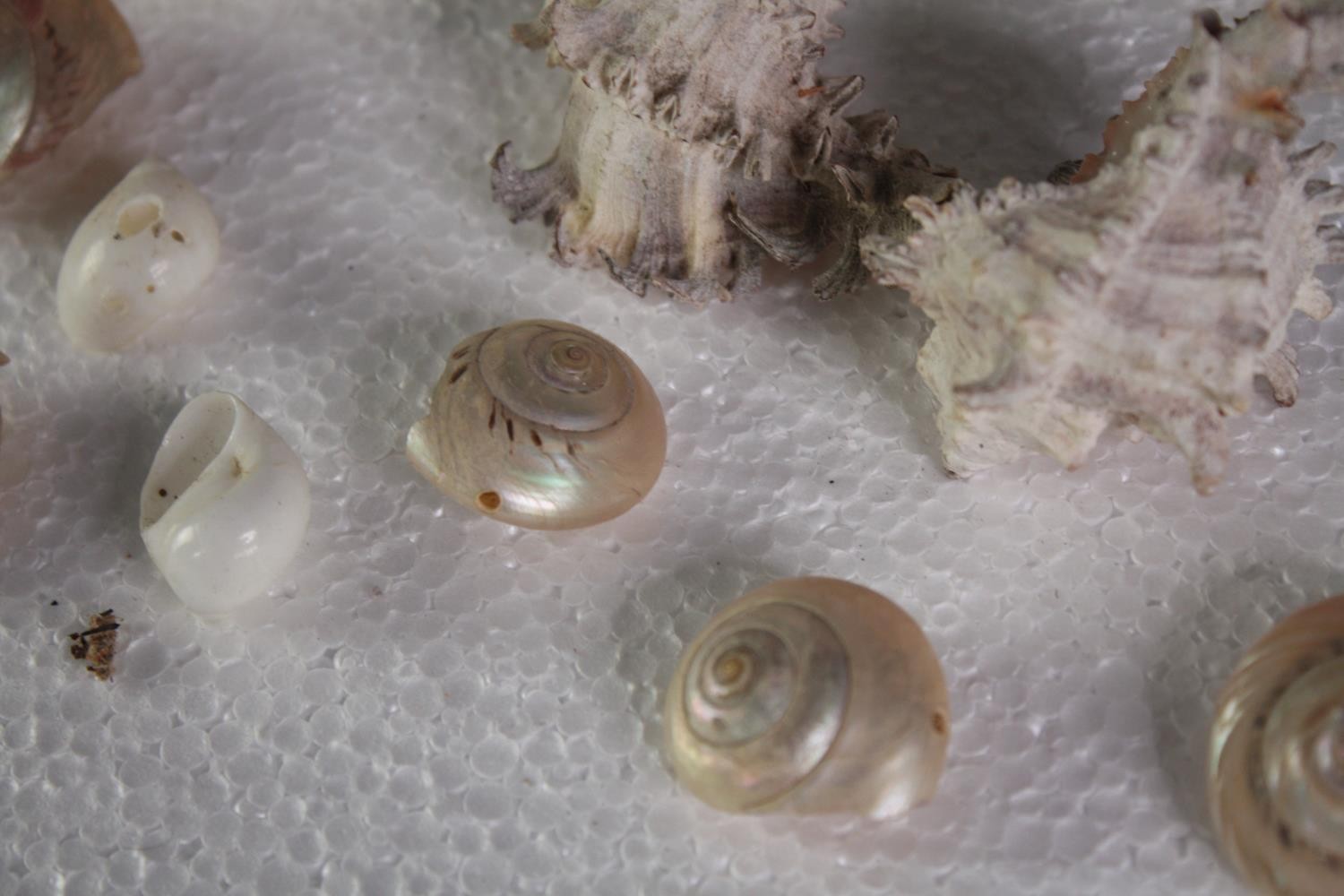 A large collection of small mixed shells. L.4 W.3cm. (largest) - Image 5 of 6