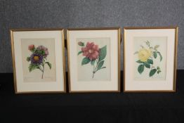 Three hand coloured botanical prints by Langlois and Redouté. Framed and glazed. H.37 W.29cm. (each)