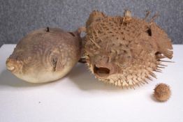A preserved set of three Puffer fish illuminated with lights. H.42 W.23cm. (largest)