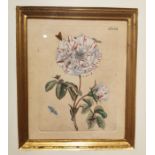 Maria Sibylla Merian, (1647-1717), a lacquered and gilded framed 18th century hand coloured copper