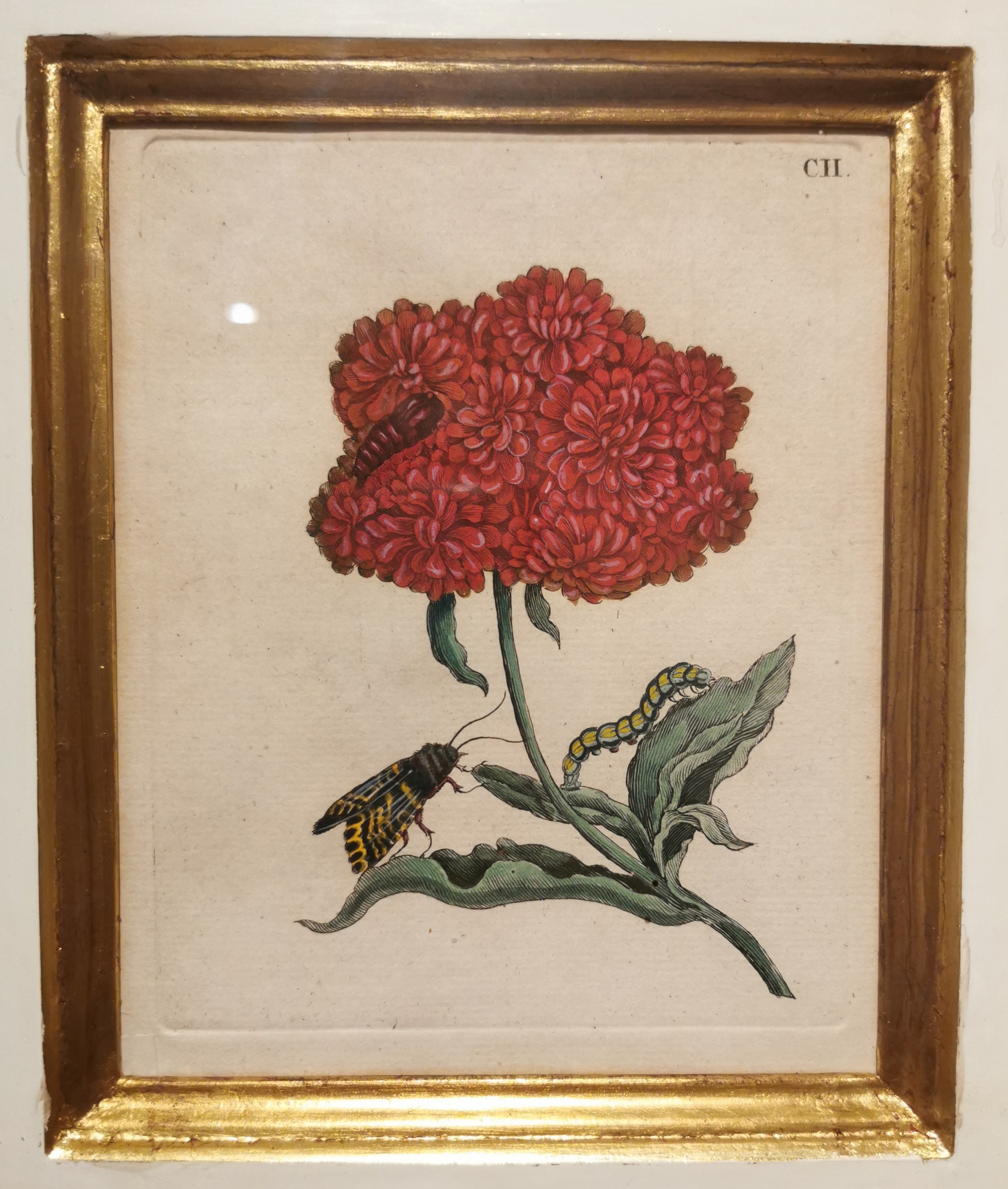 Maria Sibylla Merian, (1647-1717), a lacquered and gilded framed 18th century hand coloured copper