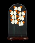 A DISPLAY OF GREAT ORANGE TIP BUTTERFLIES UNDER A GLASS DOME