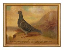 ANDREW BEER (1862-1954): A PAINTING OF RACING PIGEON 'MISKIN BOY' CIRCA 1925
