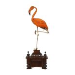 AN 'ORANGE' TAXIDERMY FLAMINGO