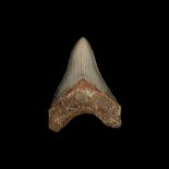 A FOSSILISED MEGALODON SHARK TOOTH