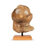 AN EXTINCT WOOLLY MAMMOTH HUMERUS HEAD BONE, 100,000 YEARS OLD