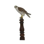 A TAXIDERMY GYR X SAKER FALCON