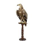 AN ANTIQUE TAXIDERMY STEPPE EAGLE (AQUILA NIPALENSIS)