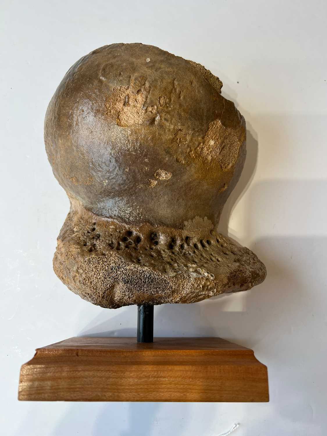 AN EXTINCT WOOLLY MAMMOTH HUMERUS HEAD BONE, 100,000 YEARS OLD - Image 2 of 3