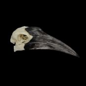 THE SKULL OF A SOUTHERN GROUND HORNBILL (BUCORVUS LEADBEATERI)