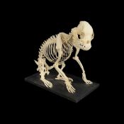 A FRENCH BULLDOG SKELETON (CANIS LUPUS FAMILIARIS)