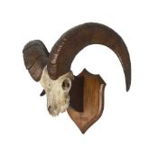 ATTRIBUTED TO ROLAND WARD: A LARGE SET OF MOUFLON HORNS DATED 1889