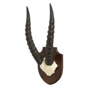 EDWARD GERRARD: A PAIR OF ANTIQUE THOMPSON'S GAZELLE HORNS