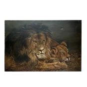 AN EARLY 20TH CENTURY OIL ON CANVAS OF A LION AND LIONESS RESTING