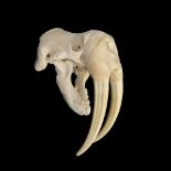 THE SKULL OF A LARGE MALE WALRUS (ODOBENUS ROSMARUS)