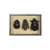 A SPECIMEN BOX WITH GIANT BEETLES