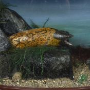 A TAXIDERMY DISPLAY OF A MORAY EEL IN GLASS CASE