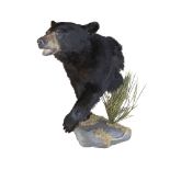 A TAXIDERMY BLACK BEAR HALF MOUNT (URSUS AMERICANUS)